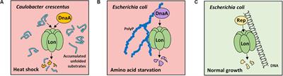 DNA and Polyphosphate in Directed Proteolysis for DNA Replication Control